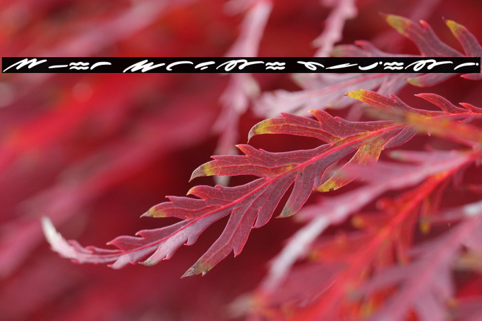 More Sugar Extras フォント examples