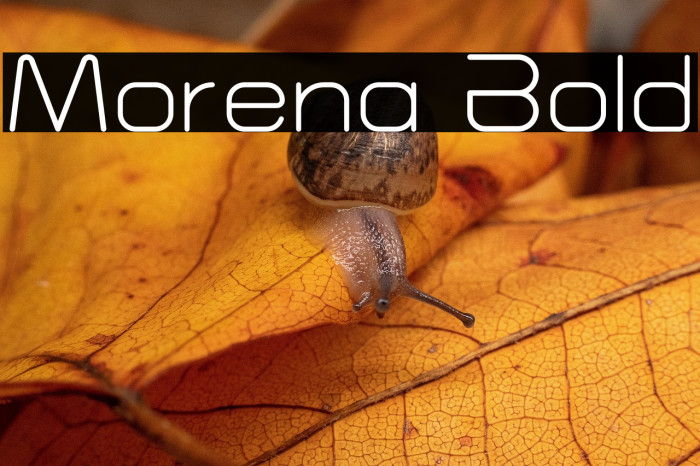 Morena Bold Example 3