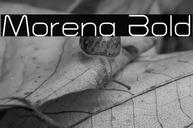 Morena Bold Example 3