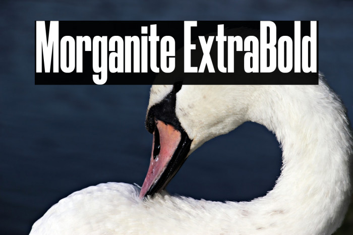 Morganite ExtraBold Font examples