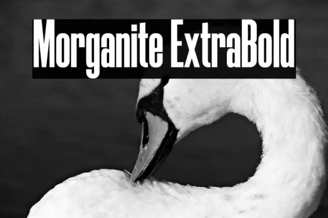 Morganite ExtraBold Example 1