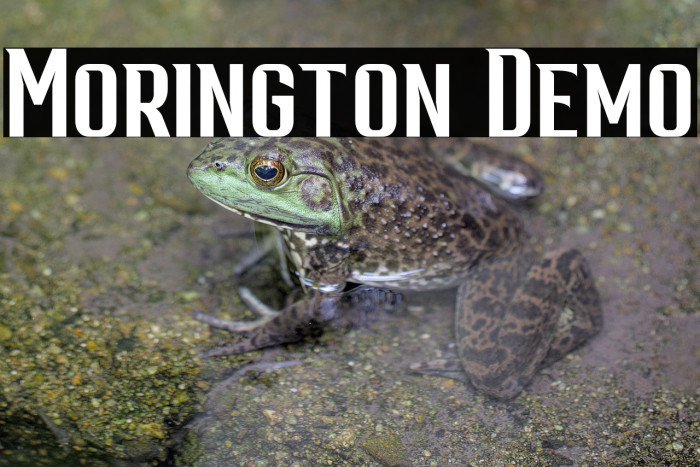 Morington Demo Example 2