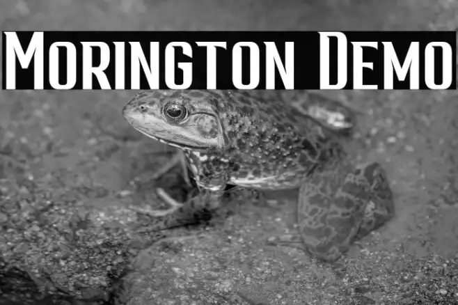Morington Demo Example 2