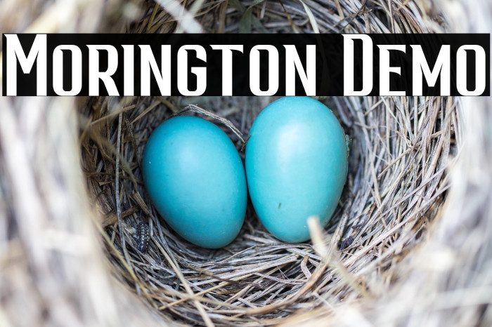 Morington Demo Example 3