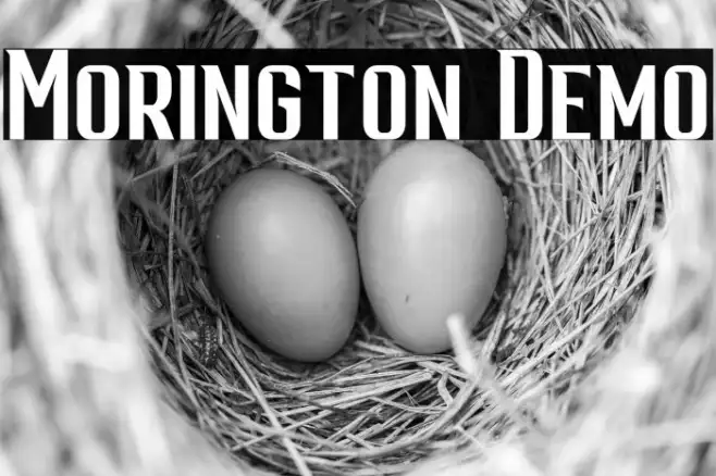 Morington Demo Example 3
