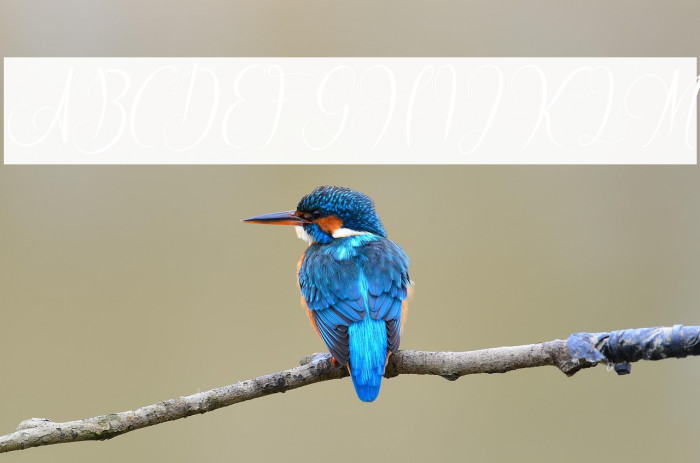 MorisitaFREE Example 1