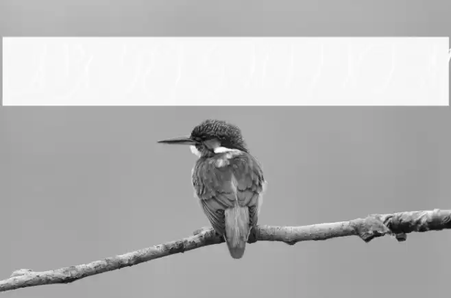 MorisitaFREE Font examples