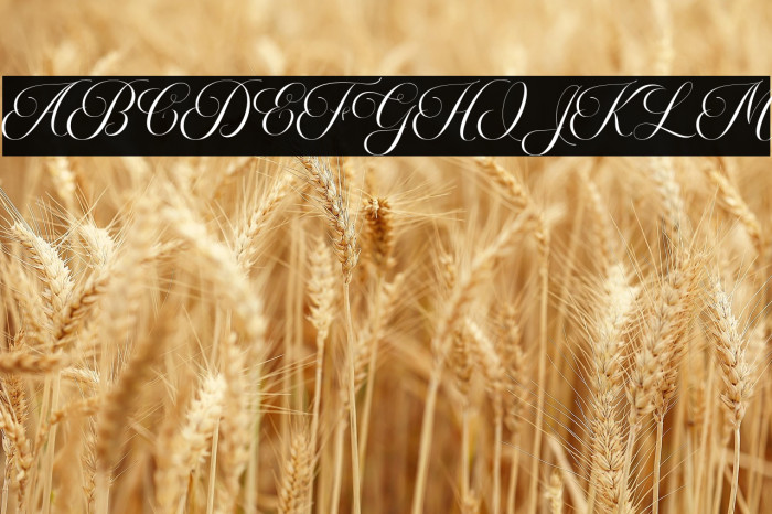 MoritzaScript Example 1