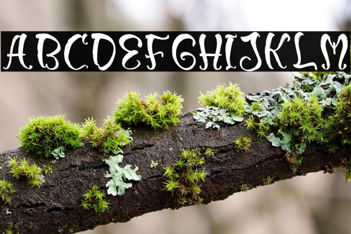 Morlew Candy Example 2