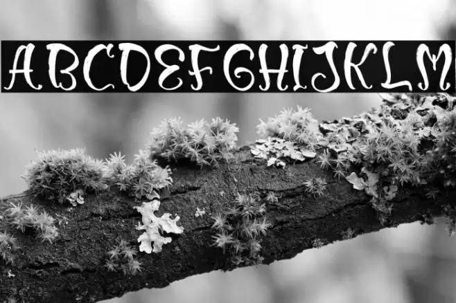 Morlew Candy Schriftart examples