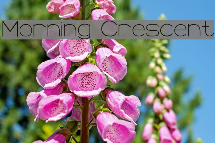 Morning Crescent Font examples
