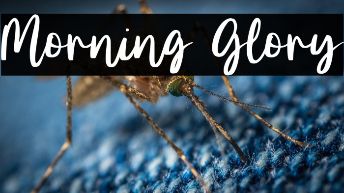 Morning Glory Example 2