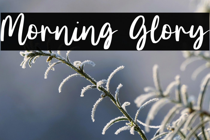 Morning Glory Example 3