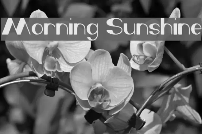 Morning Sunshine Font examples