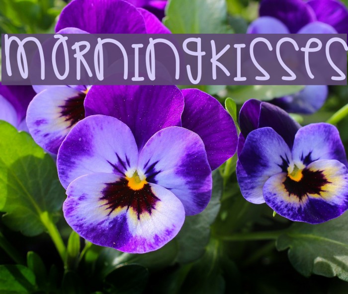 MorningKisses Example 1