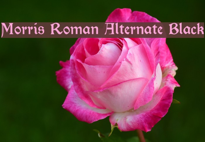 Morris Roman Alternate Black Font examples