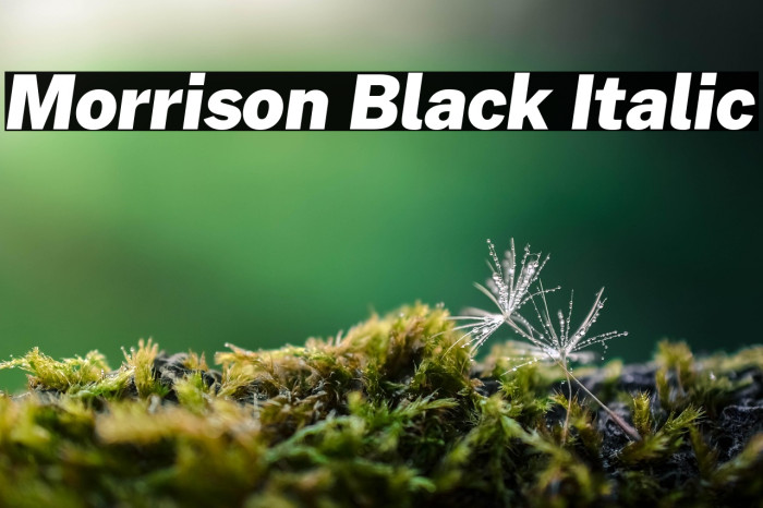 Morrison Black Italic Example 3