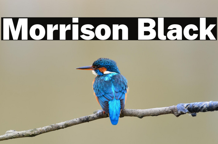 Morrison Black Example 3