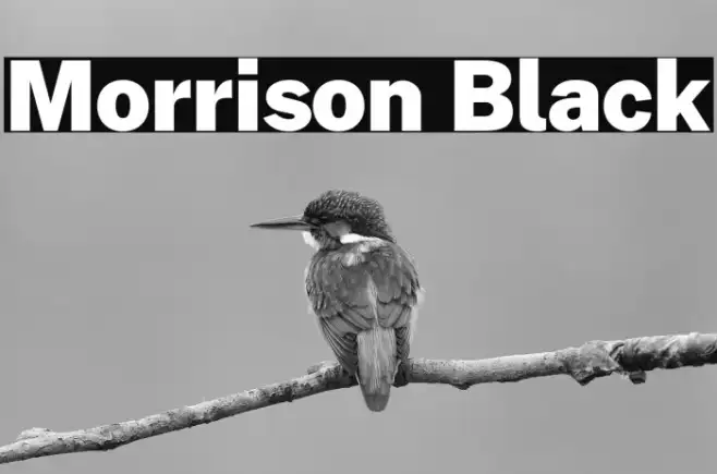 Morrison Black Example 3
