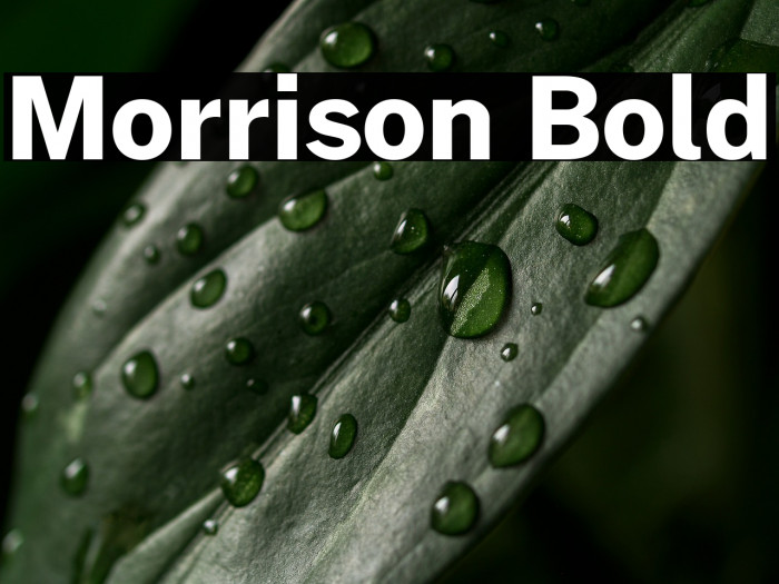 Morrison Bold Example 2