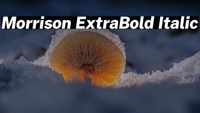 Morrison ExtraBold Italic Example 1