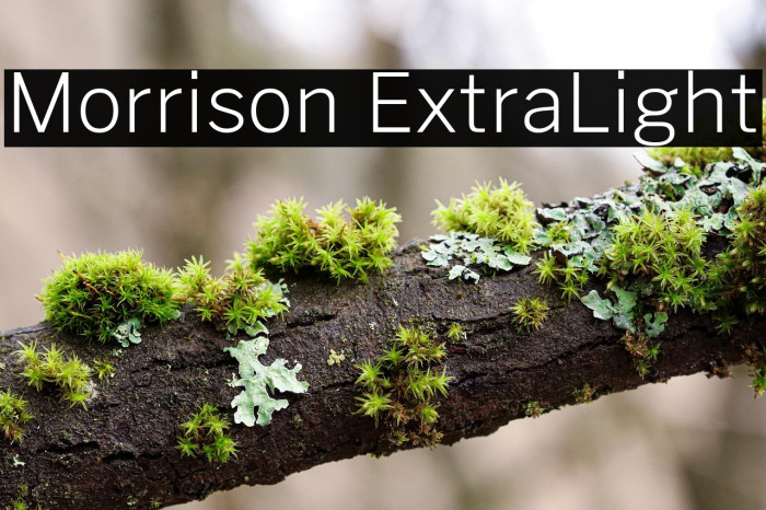 Morrison ExtraLight Example 3