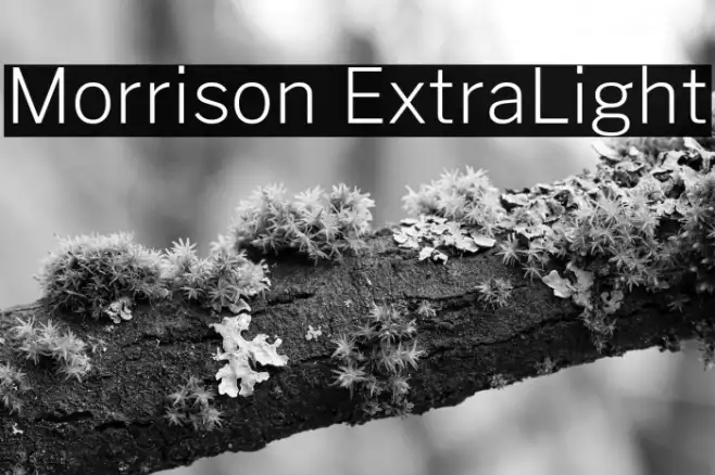 Morrison ExtraLight Example 3