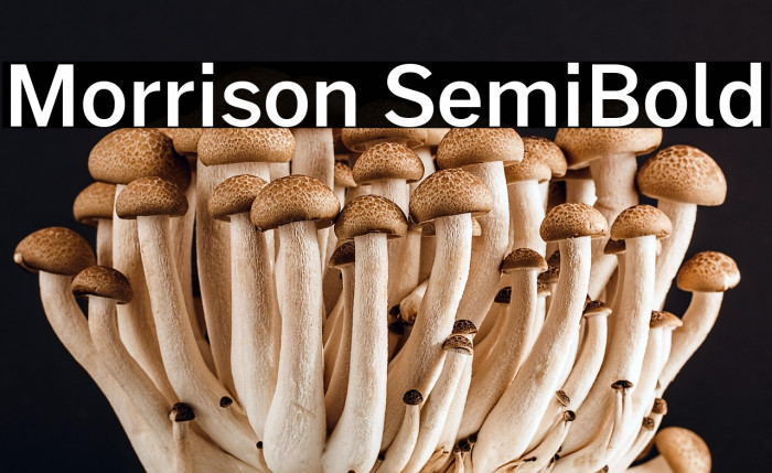 Morrison SemiBold Example 1