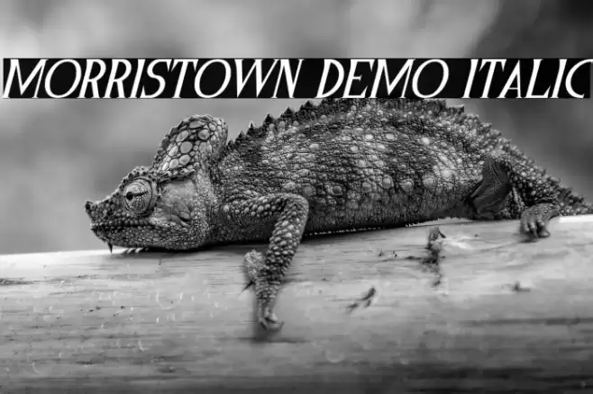 Morristown Demo Italic フォント examples