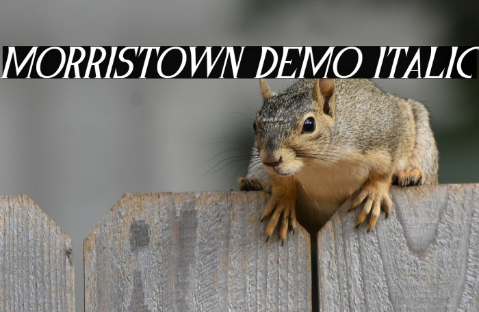 Morristown Demo Italic Example 3