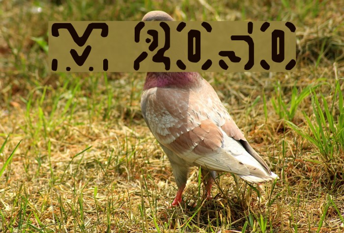 Morse 2050 Font examples