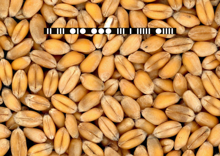 Morsot_0.1 Example 1