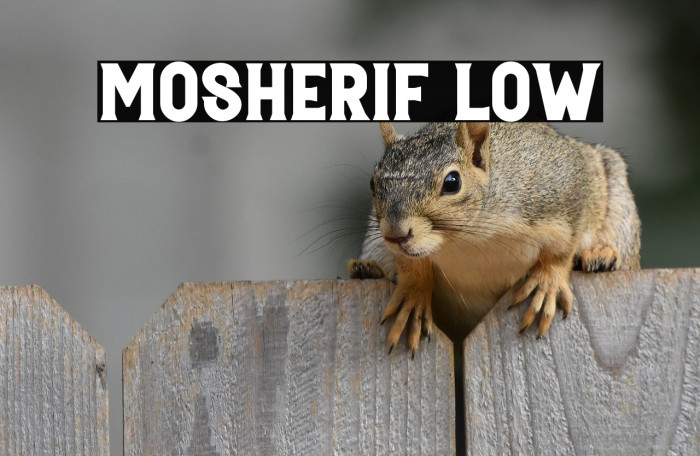 Mosherif Low Example 1