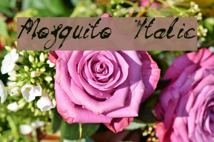 Mosquito Italic Example 3
