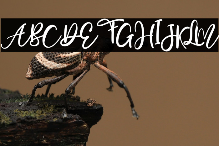 Mostly Bonny Example 1