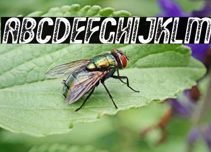 Motgan Stamp Oblique Example 2