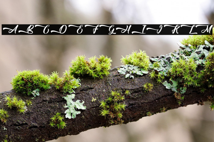 Mother Batik - Personal Use Example 1