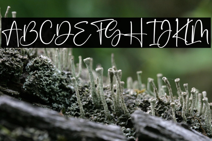 Mother Carmel Example 1