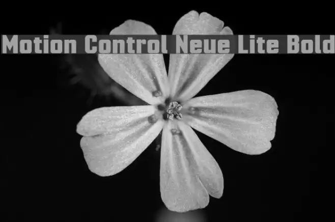 Motion Control Neue Lite Bold Example 1