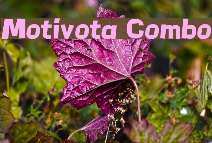Motivota Combo Font examples