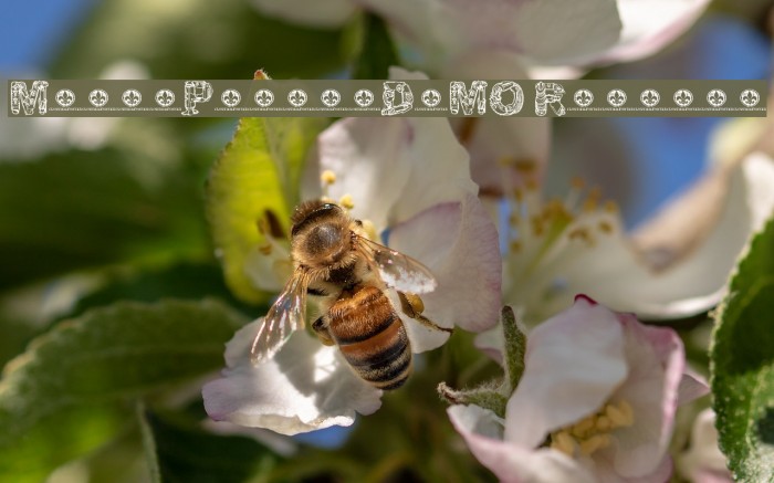 MotorPiecesDEMO Regular Example 1