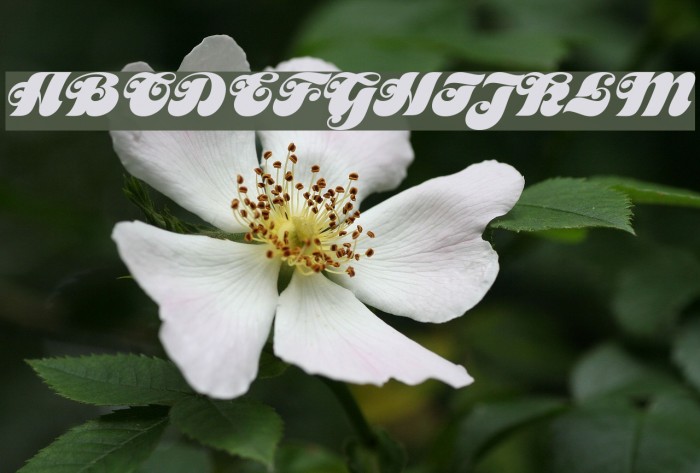 MotterFemD Example 2