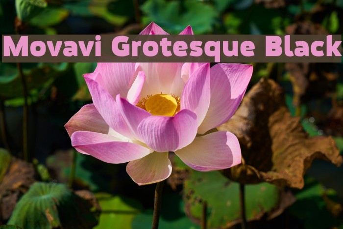 Movavi Grotesque Black Font examples
