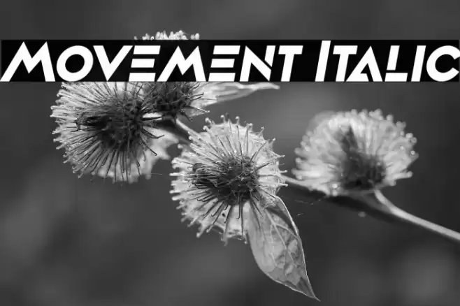Movement Italic Font examples