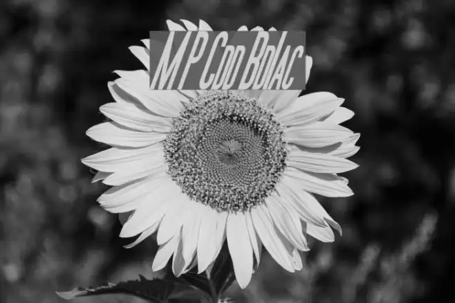 Movie Poster Condensed BoldItalic Font examples