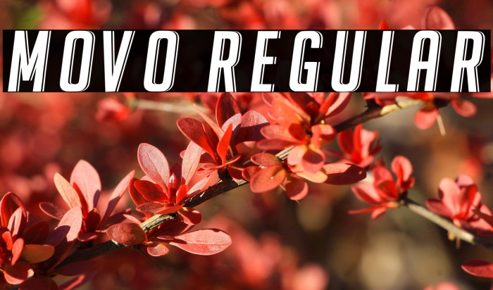 Movo Regular Example 2