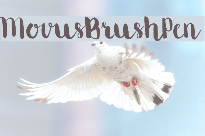 MovusBrushPen Font examples