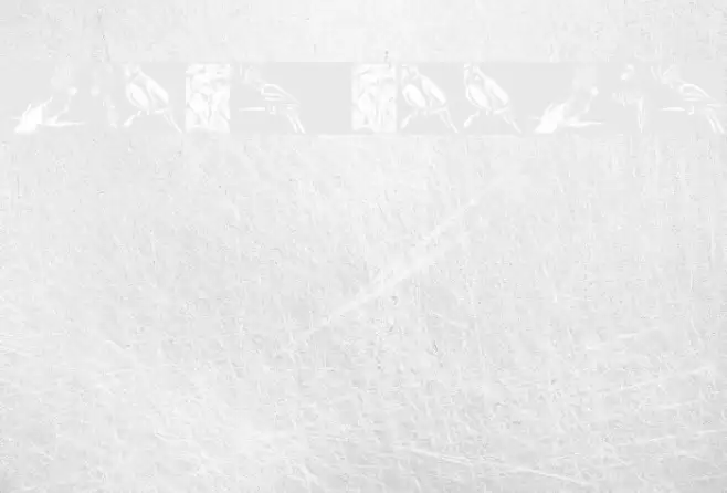 Moyra's Parrots Font examples