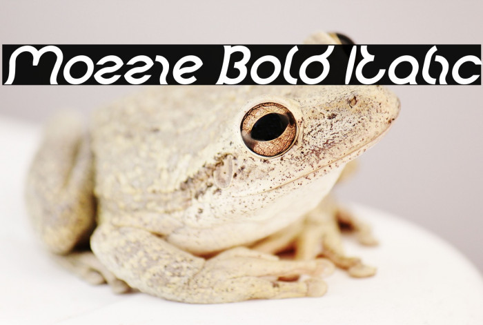 Mozzie Bold Italic Example 1