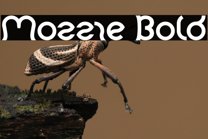 Mozzie Bold Example 1